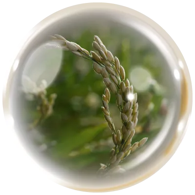 Rice Milk Essential Oil